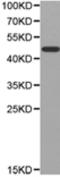 Nuclear Receptor Subfamily 1 Group H Member 3 antibody, TA323835, Origene, Western Blot image 