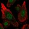 Microsomal Glutathione S-Transferase 3 antibody, HPA053311, Atlas Antibodies, Immunofluorescence image 