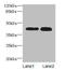MEP antibody, orb350397, Biorbyt, Western Blot image 