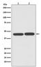 Nucleolysin TIA-1 isoform p40 antibody, M02763-1, Boster Biological Technology, Western Blot image 