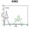 Potassium voltage-gated channel subfamily H member 4 antibody, abx025969, Abbexa, Western Blot image 
