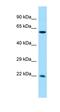 ArfGAP With SH3 Domain, Ankyrin Repeat And PH Domain 2 antibody, orb326702, Biorbyt, Western Blot image 