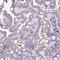 Cathepsin Z antibody, HPA049876, Atlas Antibodies, Immunohistochemistry frozen image 