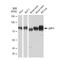 SCARB2 antibody, GTX03182, GeneTex, Western Blot image 