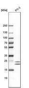Hematological and neurological expressed 1 protein antibody, PA5-63771, Invitrogen Antibodies, Western Blot image 