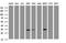 Mucin 1, Cell Surface Associated antibody, NBP2-45838, Novus Biologicals, Western Blot image 