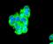 CCAAT Enhancer Binding Protein Beta antibody, NBP2-67635, Novus Biologicals, Immunocytochemistry image 