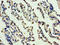 Osteoglycin antibody, A57045-100, Epigentek, Immunohistochemistry paraffin image 