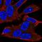 Protocadherin Beta 3 antibody, HPA050296, Atlas Antibodies, Immunofluorescence image 