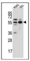 NEDD8 Activating Enzyme E1 Subunit 1 antibody, AP52806PU-N, Origene, Western Blot image 