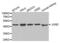 JunD Proto-Oncogene, AP-1 Transcription Factor Subunit antibody, abx004225, Abbexa, Western Blot image 