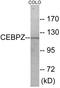 CCAAT Enhancer Binding Protein Zeta antibody, EKC1773, Boster Biological Technology, Western Blot image 