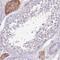 Serine incorporator 3 antibody, HPA048116, Atlas Antibodies, Immunohistochemistry frozen image 