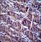 Histone Deacetylase 7 antibody, LS-C166824, Lifespan Biosciences, Immunohistochemistry frozen image 