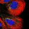 Divergent-Paired Related Homeobox antibody, NBP1-91847, Novus Biologicals, Immunofluorescence image 