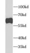 GATA Binding Protein 6 antibody, FNab03365, FineTest, Western Blot image 