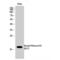 Histone H3 antibody, LS-C380583, Lifespan Biosciences, Western Blot image 