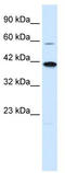 Potassium channel subfamily K member 13 antibody, TA338706, Origene, Western Blot image 