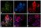 c-Kit antibody, GTX25634, GeneTex, Immunofluorescence image 