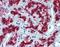 Vascular Endothelial Zinc Finger 1 antibody, ARP35830_P050, Aviva Systems Biology, Immunohistochemistry frozen image 