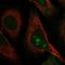 Ribosomal Biogenesis Factor antibody, HPA071903, Atlas Antibodies, Immunocytochemistry image 