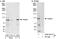 Histone H3 Associated Protein Kinase antibody, A302-241A, Bethyl Labs, Immunoprecipitation image 