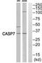 Caspase 7 antibody, TA312619, Origene, Western Blot image 