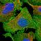 Erythrocyte Membrane Protein Band 4.1 Like 5 antibody, HPA037564, Atlas Antibodies, Immunocytochemistry image 