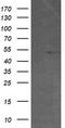 Protein C-ets-2 antibody, TA505391S, Origene, Western Blot image 