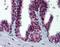 MDM2 Proto-Oncogene antibody, orb94986, Biorbyt, Immunohistochemistry paraffin image 