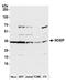 Nitric Oxide Synthase Interacting Protein antibody, A305-087A, Bethyl Labs, Western Blot image 