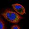 Arylsulfatase Family Member K antibody, HPA042384, Atlas Antibodies, Immunocytochemistry image 