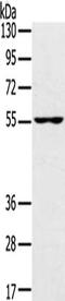 Upstream-binding protein 1 antibody, CSB-PA100810, Cusabio, Western Blot image 