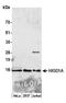 HIG1 Hypoxia Inducible Domain Family Member 1A antibody, A305-549A, Bethyl Labs, Western Blot image 