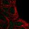Fibrinogen Silencer Binding Protein antibody, HPA025059, Atlas Antibodies, Immunocytochemistry image 