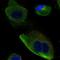Doublecortin Domain Containing 2 antibody, HPA031582, Atlas Antibodies, Immunofluorescence image 
