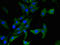 Aryl-Hydrocarbon Receptor Repressor antibody, orb47839, Biorbyt, Immunocytochemistry image 