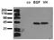 Mitogen-activated protein kinase 3 antibody, AM00084PU-N, Origene, Western Blot image 
