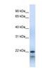 DNA-directed RNA polymerase III subunit H antibody, NBP1-53025, Novus Biologicals, Western Blot image 