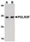 RNA Polymerase III Subunit F antibody, PA5-20589, Invitrogen Antibodies, Western Blot image 