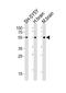 Muscarinic acetylcholine receptor M2 antibody, M02733, Boster Biological Technology, Western Blot image 