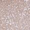 Endoplasmic reticulum aminopeptidase 2 antibody, NBP2-37872, Novus Biologicals, Immunohistochemistry frozen image 