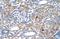 Interferon Induced Protein 44 Like antibody, A10975, Boster Biological Technology, Immunohistochemistry frozen image 
