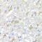 Inositol Polyphosphate-5-Phosphatase K antibody, A11107, Boster Biological Technology, Immunohistochemistry frozen image 