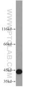 Mitochondrial inner membrane protein OXA1L antibody, 21055-1-AP, Proteintech Group, Western Blot image 