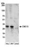 CWC15 Spliceosome Associated Protein Homolog antibody, A304-900A, Bethyl Labs, Western Blot image 