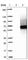 SPARC (Osteonectin), Cwcv And Kazal Like Domains Proteoglycan 2 antibody, HPA044605, Atlas Antibodies, Western Blot image 