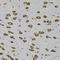 Cell Cycle Associated Protein 1 antibody, A05178, Boster Biological Technology, Immunohistochemistry frozen image 