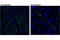 Arginine Vasopressin antibody, 50068S, Cell Signaling Technology, Immunofluorescence image 