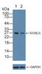 Inducible T Cell Costimulator Ligand antibody, LS-C294599, Lifespan Biosciences, Western Blot image 